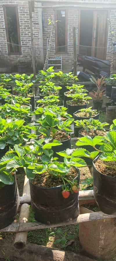 In Gisting Atas, Indonesia, an outdoor scene depicts a garden cultivated with numerous potted strawberry plants. The plants are housed in black fabric grow bags, arranged on a tiered structure made of bamboo and wood. Sunlight streams in from the right, casting shadows and highlighting the lush green foliage of the strawberries. In the background, a brick building with windows and a wooden door is visible, along with a parked motorcycle. The ground is covered with dirt and scattered vegetation. The image focuses on the vibrant strawberry plants, with two ripe strawberries prominently featured in the foreground of one of the pots.