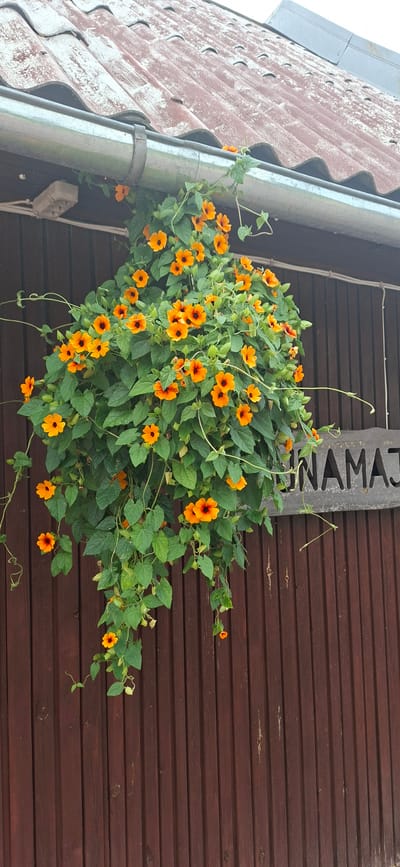 A vibrant cluster of orange flowers with dark centers, identified as Black-Eyed Susans (Rudbeckia hirta), cascades down a wooden wall from a metal gutter. The flowers are lush and abundant, supported by green foliage and twining vines. The gutter itself is attached to a weathered, reddish-brown tiled roof, showing signs of age. The background is a dark brown wooden fence with vertical planks. A carved wooden sign, partially obscured by the foliage, reads "UNAMAJ" in a rustic font. The overall scene suggests a charming, perhaps slightly rustic, outdoor setting in Valma, Estonia, where nature has intertwined with human structures. There are no people or animals visible in the image.