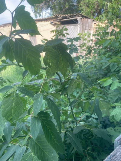 The image shows a close-up view of lush green foliage in the foreground, with branches and leaves dominating the frame. In the background, out of focus, appears to be a rustic wooden structure with a corrugated roof, possibly a shed or an outbuilding, situated near other structures that are difficult to discern due to the blur. The environment suggests a natural setting within or bordering a residential area. The image was taken in the city of Linivka, Russia.