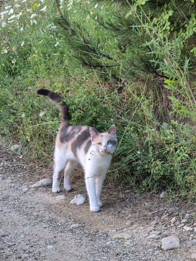A dilute calico domestic cat stands on a light brown dirt and gravel path in Brosh, Bulgaria. The cat's fur displays a pattern of white on its legs, chest, and belly, with irregular grey and cream-colored patches across its back and head. A distinct cream-colored patch is located above its right eye, and a grey patch above its left eye; its eyes are yellow. The cat is holding a small cluster of green vegetation in its mouth. Its tail, dark grey and bushy, is curved upwards. Behind the cat, dense green vegetation is present, including tall grasses, plants with spiky leaves, and the needles of a pine tree branch. In the upper left background, a field of green grass with numerous white daisy-like wildflowers and some smaller purple/pink flowers is visible. The path consists of light brown soil, various sizes of light-colored pebbles, and scattered rocks. The scene is illuminated by natural daylight.