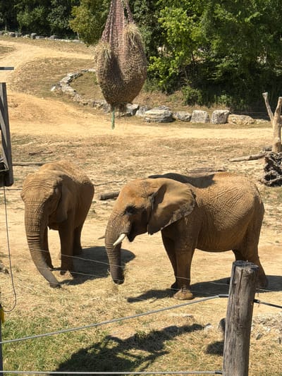The image depicts an outdoor enclosure at the Beauval Zoo in Saint-Aignan, France, featuring two African elephants. The elephants, with their characteristic large ears and wrinkled grey skin, are standing on dry, yellowish-brown earth interspersed with patches of dried grass. A large net filled with hay hangs suspended from above, suggesting a feeding apparatus. In the background, a dense line of green trees forms a natural boundary. Scattered rocks and a weathered wooden post are also visible within the enclosure. The scene is bathed in bright sunlight, casting distinct shadows on the ground.