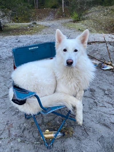 A white dog sits curled up on a small, blue Quechua camping chair in an outdoor setting, presumably Auvers-Saint-Georges, France. The dog's front paws rest on the chair's arm. A bottle wrapped in string sits on the ground next to the chair. The ground is covered in dirt and small rocks. Trees are visible in the background.