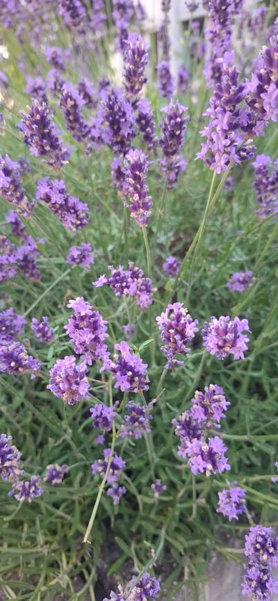 The image displays a close-up view of a lavender bush in Bergheim, Germany. The focus is on the purple flowers and green foliage. The scene is outdoors, with the lighting suggesting it is daytime. There are no people or animals visible. The background is blurred, but appears to be a natural or garden setting.