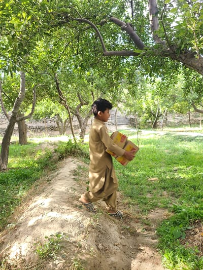 The image shows a young boy carrying two stacked boxes, one on top of the other, in an outdoor setting. He is wearing a light brown shalwar kameez and sandals. The boxes are yellow and red. The boy is standing in a dirt path surrounded by greenery. Trees with leaves and some green fruits are visible, casting shadows on the ground. A stone wall is visible in the background, suggesting a rural or semi-rural location. The lighting suggests it is daytime, with sunlight filtering through the trees. The overall scene depicts a peaceful, everyday moment, likely in a village or agricultural area in Kan Mehtarzai, Pakistan. There is no visible text in the image.