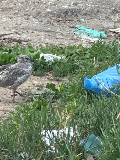 The image shows a young bird, likely a gull, lying on its side amidst some dry grass and debris. The bird appears to be unwell or injured, with its feathers ruffled and its body limp. Its grey and white plumage is visible, and one of its legs is extended. Scattered around the bird are various pieces of litter, including a bright blue plastic bag, a crumpled light green plastic sheet, and some white plastic fragments. The ground appears to be a mix of dirt and gravel. The background consists of more dry grass and some green foliage. The lighting suggests it is daytime, possibly overcast due to the lack of strong shadows. The scene conveys a sense of neglect and environmental pollution, with the presence of trash in a natural or semi-natural setting where a young bird is in distress. The image is oriented vertically, with the bird at the bottom and the litter extending upwards. There is no visible text in the image.