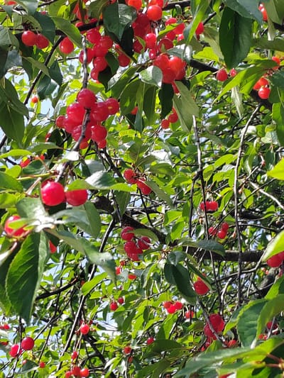 The image shows a close-up view of a cherry tree laden with ripe, red cherries. The cherries are clustered together on branches amidst lush green leaves. The sunlight filters through the foliage, highlighting the vibrant red of the fruit and casting dappled shadows. The scene depicts an abundance of nature's bounty, suggesting a harvest season. The background is a blur of green and blue sky, indicating an outdoor setting in daylight. The image is likely taken in Belarus, given the location context provided. There is no text visible in the image.
