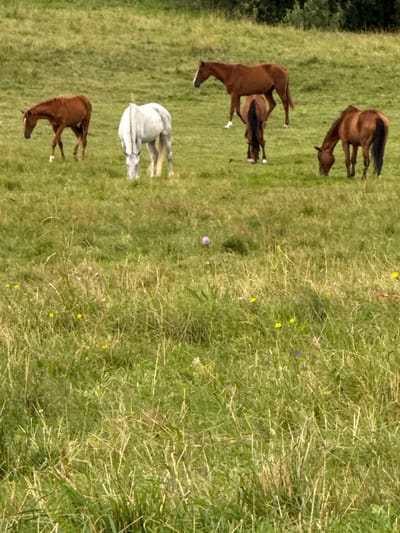 In a field of tall green grass, five horses graze. The horses are of various colors, including brown, white, and reddish-brown. Some horses are standing, while others are bent down to eat. In the background, a lush green forest can be seen. The sky above is overcast. The scene is located in the vicinity of Bendoriai, Lithuania.
