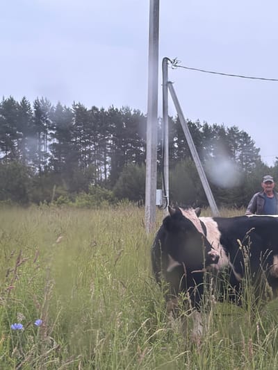 In a rural, overcast outdoor setting, likely in or near Ludorvay, Russia, a man stands beside a black and white cow in a grassy field. The man, wearing a cap and a casual jacket over a blue shirt, is positioned to the right of the cow, looking towards the camera with a slight smile. The cow, facing left, is partially obscured by tall grass and is black with white markings on its face and body. In the background, a dense line of pine trees forms the horizon, under a pale, hazy sky. Several utility poles with wires are visible in the mid-ground, suggesting the presence of infrastructure. The foreground is filled with lush, tall grass, with a few scattered blue wildflowers adding a touch of color. The overall impression is a candid, unposed scene of rural life.