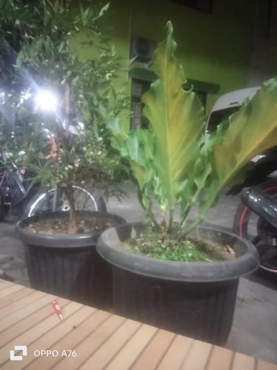 Two potted plants are the main subjects in this nighttime outdoor scene. The plant on the left is smaller and has dark green leaves, while the plant on the right is larger with broad, wavy leaves that appear to be yellowing. Both plants are in large black pots.
The setting appears to be a paved area, possibly a yard or driveway, with a wooden surface in the foreground that might be a table or deck. In the background, a building with a green wall is visible, along with parts of what look like motorcycles. The lighting suggests it is nighttime, with a bright artificial light illuminating the foliage of the left plant. The weather is not discernible from the image.
The image contains visible text in the bottom left corner which reads "OPPO A76", likely indicating the device used to capture the photo. There are no people or specific activities taking place. The overall impression is a still life of plants in an outdoor environment at night.