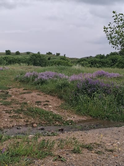 The image depicts an outdoor scene in Martiros, Armenia, under an overcast sky, suggesting a cloudy day. The perspective is from a slightly elevated viewpoint, looking down a gentle slope towards a narrow stream.

The primary subjects are the natural landscape. A line of purple wildflowers runs diagonally across the frame, nestled amongst lush green grass. To the left of the flowers, a dense patch of dark green trees forms a backdrop, partially obscuring the hilly terrain behind them. A dirt path, covered with gravel and scattered stones, runs parallel to the stream on the right side of the image. Small green shoots and blades of grass grow sporadically along the edge of the path and in the gravel. The stream itself appears shallow, with visible rocks and debris at its bottom, reflecting the dull, diffused light of the cloudy sky. In the upper left corner, the leaves of a tree branch hang into the frame, adding a touch of foreground detail.

There are no people or man-made objects other than the path and the stream, which could be a natural watercourse or a small irrigation channel. The overall impression is one of natural, undeveloped rural scenery. The time of day is indeterminate due to the overcast conditions, but the muted light suggests it is not the harsh glare of midday sun. The image conveys a sense of peacefulness and natural beauty. No visible text is present in the image.