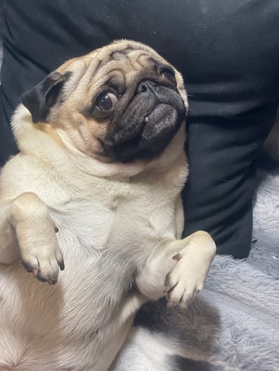 A pug dog is lying on its back on a gray, fuzzy blanket. The pug is light tan with a black muzzle and black markings around its eyes and ears. Its front paws are raised in the air, and its belly is exposed. The dog's head is tilted back, and it appears to be looking up. Behind the dog, a black fabric surface is visible. The scene is indoors. No specific location in Nemchinovka, Russia, can be determined from the image.