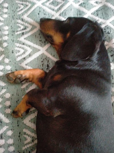 A black and tan dachshund dog is sleeping on its back on a patterned rug. The rug has a geometric pattern of white lines on a light green background. The dog's paws are visible, as is its head and part of its body. The dog appears to be relaxed. The image is a close-up shot, focusing on the dog and the rug. There are no people visible in the image. The image was taken in Put' Il'icha, Russia.