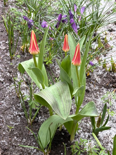 A close-up, ground-level view shows a cluster of tulips and crocuses on a surface covered with small, icy pellets resembling hail. The tulips are in bud, with a red and yellow coloration at the tips. Their leaves are green, with some displaying striped patterns. Nearby, purple crocuses are visible amidst the greenery. The background surface is a mixture of soil and the icy pellets, suggesting a recent hailstorm. The scene is located outdoors in what appears to be a garden or natural setting. There are no people visible in the image. The specific location within Svkh Voronezhskiy, Russia cannot be determined from the visual information alone.