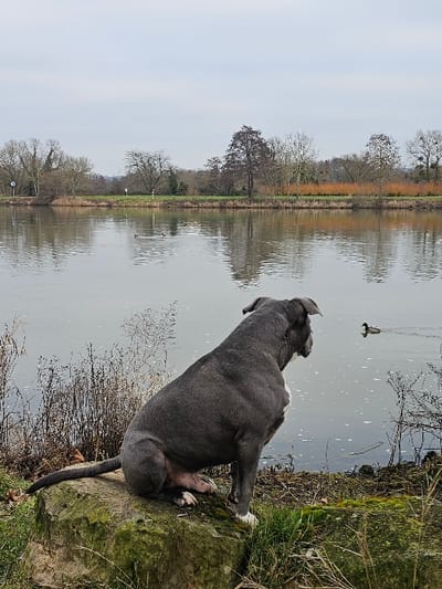 The image depicts an outdoor scene in Bech-Kleinmacher, Luxembourg, under an overcast sky. In the foreground, a large, muscular, grey-blue dog with a white chest and white markings on its paws is seated on a moss-covered rock at the edge of a calm body of water. The dog is positioned in profile, facing right, intently observing a duck swimming in the water near the right side of the frame. Two additional ducks are visible further out on the water towards the left. The opposite bank features a line of deciduous trees, largely bare of leaves, and a distinct patch of reddish-brown foliage. A path is discernible along the far bank. The immediate bank where the dog is situated shows sparse, dry grass and brush.