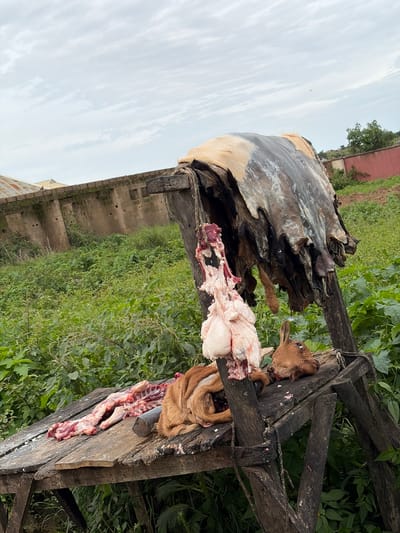 In Wumat Central, Nigeria, a wooden structure supports a large, dark hide draped over its top. Below, a wooden platform holds the carcass of a goat, its head to the right, facing away from the viewer. Another goat carcass is partially visible on the left side of the platform, showing exposed ribs. Hanging from the structure is a piece of meat, possibly organs. The scene is set against a backdrop of lush green vegetation and a cloudy sky, with a concrete wall and some rooftops visible in the distance.