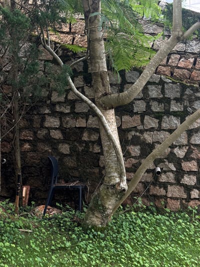A medium shot captures a rustic scene in Đa Lộc, Vietnam, dominated by a rough-hewn stone wall and lush greenery. A mature tree with a thick, gnarled trunk stands prominently in the foreground, its branches reaching towards the wall. To the left of the tree, a smaller, coniferous tree adds texture and depth. Beneath the trees, a black plastic chair with a woven seat is positioned near the base of the stone wall. Beside the chair, a bundle of what appears to be straw or dry vegetation rests on the ground. A few weathered wooden tools or implements lean against the wall to the left of the chair. The ground is covered in dense, vibrant green ground cover, creating a naturalistic setting. The stone wall, constructed from irregularly shaped stones, shows signs of age and is partially covered in moss. Two white pipes with circular openings are visible on the wall, suggesting some form of utility installation. The lighting indicates it is daytime, with soft shadows and natural illumination.