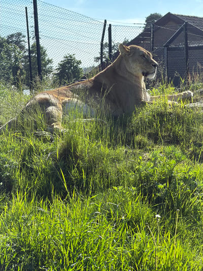 The image displays a lioness (Panthera leo) resting in a grassy enclosure, likely at Dyreparken i Kristiansand, Norway. The tawny-coated animal is depicted lying on a slight incline, oriented towards the right side of the frame with its head elevated. The foreground is dominated by vibrant green grass, heavily illuminated by direct sunlight. In the background, a tall chain-link fence runs horizontally, separating the enclosure from a dark-roofed building and several trees. The sky above is clear and bright blue. No human subjects are visible.
