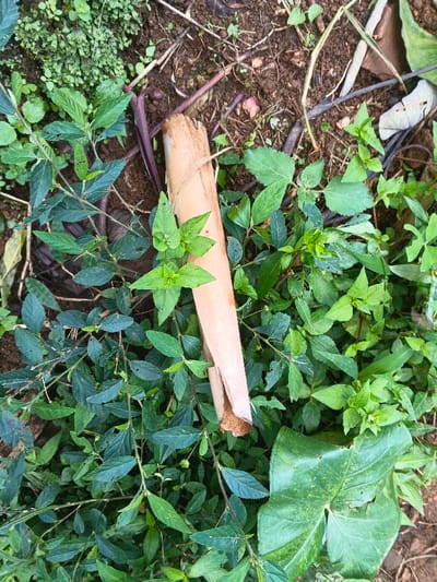 A tan, rolled-up leaf sits amid green foliage. Some plants have lighter green leaves, while others are darker. Purple stems and roots are scattered on the brownish soil. Various weeds and plants fill the frame, with a single large, torn green leaf present at the lower right. Debris and small twigs also litter the ground.