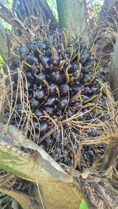 The image is a close-up shot of a cluster of oil palm fruits, likely taken in Cottufah, Indonesia. The fruits are dark purple to black and are densely packed together, with some green and yellow tendrils emerging from them. The fruits are surrounded by dried palm fronds and other organic debris, suggesting a natural, possibly agricultural, setting. The lighting is natural and somewhat dappled, indicating an outdoor environment, likely under a canopy of trees. There are no people or visible signs of human activity in the immediate frame.