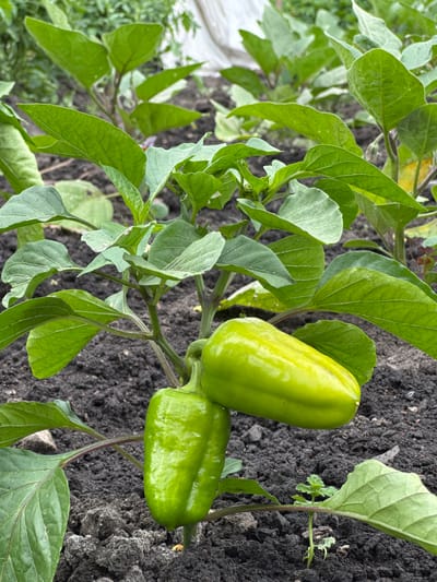 This is a medium shot, outdoor, close-up photograph of two unripe green peppers growing on a plant in dark soil. The peppers are positioned to the right of the frame, with one slightly above and to the left of the other. The upper pepper is elongated and pointed, while the lower pepper is shorter and wider. Both peppers have a smooth, glossy surface and are a vibrant light green color.

The plant has numerous large, vibrant green leaves, some of which partially obscure the peppers. The leaves are broad and oval-shaped with visible veins. The stems of the plant are thin and a deep reddish-purple color. The dark, rich soil is visible around the base of the plant and is textured with small clumps and loose particles. Some small green weeds are growing in the soil near the pepper plant. In the background, to the left, some lighter green foliage and a white surface, possibly a tarp or ground cover, can be seen, out of focus.

The lighting suggests it is daytime, with soft, diffused light, possibly indicating an overcast sky or dappled shade. No people are visible in the image. The overall scene depicts a garden or agricultural setting in Kuybyshev, Russia, likely during the growing season. The image is focused on the developing peppers and the surrounding plant life, highlighting their fresh, natural state. No text is visible in the image.
