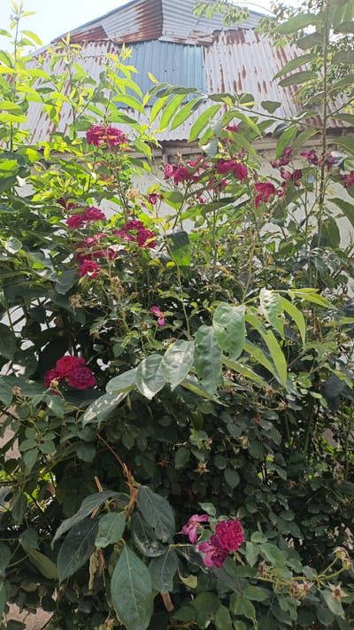 A close-up, vertical, eye-level outdoor shot depicts a dense bush with numerous dark pink roses and vibrant green leaves against a backdrop of a corrugated metal roof and a pale wall. The roof, made of weathered, rusty corrugated metal, is positioned at an angle in the upper portion of the frame, obscuring a clear view of the sky. Below the roof, a white wall is partially visible. The rose bush dominates the scene, with clusters of deep pink and magenta roses in various stages of bloom and wilting, interspersed with lush green foliage. Some of the leaves show signs of damage, with holes and ragged edges. The overall impression is of an overgrown garden area, possibly in a residential setting, with the natural elements of the plants contrasting with the man-made structures of the roof and wall. The lighting suggests a bright, sunny day, casting shadows that add depth to the image. No people or animals are present in the scene.