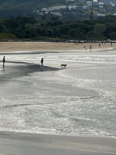 The image shows a beach scene with a body of water in the foreground and a sandy beach in the background. In the middle ground, two people are visible on the wet sand. One person, wearing a hat and dark clothing, stands facing the water. Another person, wearing dark clothing, stands facing away from the water. A dog is running in the shallow water near these individuals. In the background, a treeline separates the beach from a hillside covered with buildings. The buildings appear to be houses or apartments, white in color, and are situated on the slope of the hill, suggesting a coastal town. This scene is consistent with the appearance of Sapphire Beach, located south of Coffs Harbour, Australia, known for its long stretch of sand and residential development on the hillsides. The overall impression is of a sunny day at a popular beach location.