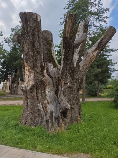 The image shows a large, old tree stump in an outdoor setting, likely a park or a residential area. The stump is thick and gnarled, with several broken branches extending from its top. The bark is rough and textured, with areas of exposed wood and moss. The surrounding environment is characterized by green grass, a paved walkway in the foreground, and trees in the background. A building with a light-colored facade and a dark roof is visible behind the tree stump, along with a gravel path. The sky above is partly cloudy.
Based on the provided context, this scene is located in the city of Cherkessk, Russia. The specific location within Cherkessk is not detailed in the image itself, but it appears to be an area with some greenery and a building nearby, suggesting a park, a public space, or a residential area. There are no people or animals visible in the image. The focus is solely on the natural elements of the environment and the structure of the old tree stump.