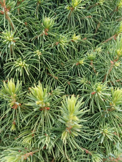 The image is a close-up, overhead shot of a conifer tree's branches, likely an evergreen such as spruce or fir. The needles are dark green, long, and thin, densely covering the branches. Many new buds are visible, appearing as lighter green, almost yellow, tufts at the tips of the branches. Small, reddish-brown cones or bud scales are scattered throughout the foliage. The background is entirely composed of the same dense green foliage, indicating a continuous canopy or a very full branch. There are no people, animals, structures, or other objects visible in the image. The lighting suggests it is daytime, with some natural light filtering through the needles. The image was taken in the city of Koledino, Russia.