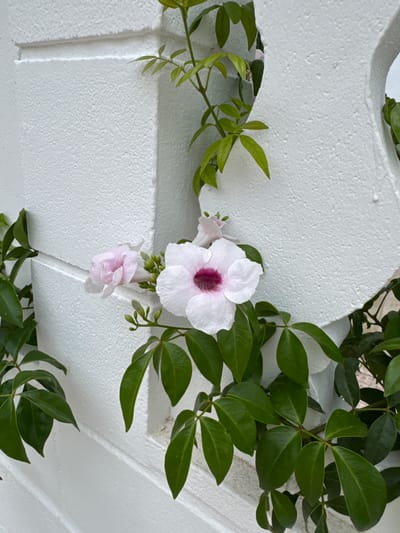 The image shows a close-up view of a white, textured surface, possibly a wall or architectural element, with green foliage and pale pink flowers growing around it. The foliage consists of dark green, glossy leaves arranged on thin stems, some of which are climbing or trailing over the white surface. Three flowers are visible; the largest is a pale pink trumpet-shaped bloom with a darker pink or magenta center. Smaller buds and a partially opened pale pink flower are also present. The white surface appears to be made of a material with a rough, slightly pebbled texture, and it has a distinct angular shape with a recessed line running through it. The lighting suggests it is daytime, with soft shadows indicating natural light. The scene is static, focusing on the interplay between the plant life and the man-made structure. No people, text, or specific time of day or weather conditions are discernible, beyond the general impression of daylight. The location context is Benirredrà, Spain, but this information cannot be inferred directly from the visual content of the image itself.