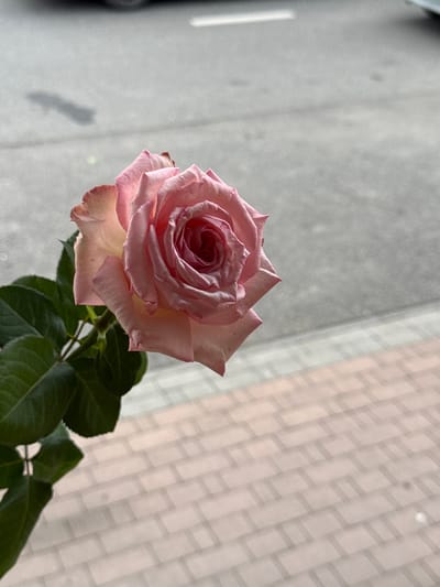 A single, pale pink rose is the central subject of this media file. The rose is in full bloom, with its petals tightly spiraled in the center and opening outwards. The petals are a delicate shade of pink, with hints of yellow and cream visible towards the base of each petal. Dark green leaves are visible below the rose, adding a contrasting color and texture. The rose appears to be in a vase or part of a bouquet, though the rest of the arrangement is out of frame.

The background is softly out of focus. To the left, a muted grey surface with a vertical white line suggests an indoor setting near a window or a wall with some lighting. To the right, a patterned surface, possibly a wall or fabric, is rendered in soft pastel shades of pink and white, with a grid-like design that is blurred. The lighting suggests it is daytime, with natural light illuminating the rose from the side, creating subtle shadows and highlights. The overall mood is serene and delicate, emphasizing the beauty of the rose. There is no visible text in the image. The context of Sunzha, Russia, provides a geographical location but no specific visual cues within the image directly indicate this location.
