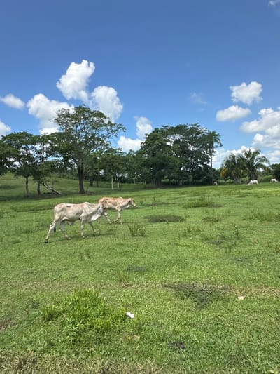 This image displays a pastoral scene in Las Marías, Mexico, under a clear blue sky with scattered white cumulus clouds. The foreground and midground feature a vast expanse of green grass with varying heights and textures. Two lean cattle are present in the midground, walking from left to right. The lead animal is pale grey, exhibiting a pronounced dorsal hump and visible rib definition. The second animal, positioned slightly behind and to its right, is light tan and also shows a dorsal hump. In the background, a dense treeline composed of various broadleaf trees and at least two distinct palm trees on the right side borders the pasture. Several additional light-colored cattle are visible standing or grazing within the treeline in the far background. A small piece of white litter, possibly paper or plastic, is visible on the ground in the lower-right quadrant. No human subjects are present.