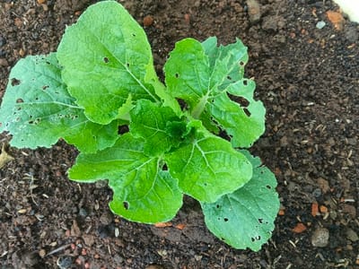 A young plant with broad, green leaves grows in dark soil. Many leaves have holes, indicating insect or pest damage. The plant is centered in the frame, surrounded by soil that appears moist. Small pieces of organic matter are mixed within the soil. The overall impression is of a plant struggling against pests in a garden setting.