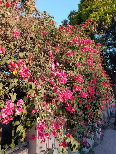 A wall covered in vibrant pink bougainvillea flowers is the main subject of this medium shot. The flowers are abundant, cascading down the wall and along its top. The bougainvillea plant is dense, with numerous branches and green leaves interspersed with the bright pink bracts. Some parts of the plant are bare, showing the dry, thorny branches, while other areas are lush with foliage and blossoms.
The wall itself appears to be made of concrete blocks or a similar material, with some evidence of age and wear, including faint graffiti. The flowers are positioned at various heights, creating a textured and visually rich appearance. To the right of the wall, a grey path or road is visible, and in the distance, the silhouettes of trees with green foliage can be seen against a clear blue sky. The lighting suggests it is late afternoon or early evening, with the sun casting a warm glow on the flowers and highlighting their colors.
The overall scene depicts a natural and somewhat wild beauty, with the bougainvillea taking center stage. The setting appears to be outdoors, possibly in a residential area or along a public walkway, given the presence of the wall and path. There are no people visible in the image. The location context indicates this scene is in Nablus, Palestinian Territories. The mood is tranquil and visually appealing, focusing on the natural beauty of the blooming flowers.
