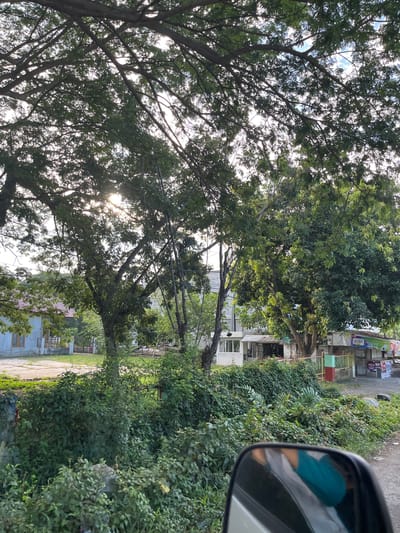 The image captures a street scene in Keuniree, Indonesia, bathed in the soft light of what appears to be late afternoon or early morning. A large, mature tree dominates the foreground, its branches creating a dappled canopy overhead, with sunlight filtering through the leaves. The foliage is dense and green, suggesting a tropical climate.

In the mid-ground, a few buildings are visible, including a light-colored structure with a red-tiled roof on the left, possibly a residential house. Adjacent to it are what appear to be commercial establishments with signs, one reading "JUARA" in a green and white color scheme. Fencing and some stacked materials are also present.

The lower right portion of the image shows a reflection in a car's side mirror. Within the reflection, a person wearing a teal-colored garment is partially visible. The foreground is filled with lush, green bushes and vegetation, encroaching on a rough-textured wall or embankment. The road surface is visible to the right of the vegetation. The overall impression is one of a quiet, possibly rural or suburban area within Keuniree, characterized by abundant greenery and local architecture.