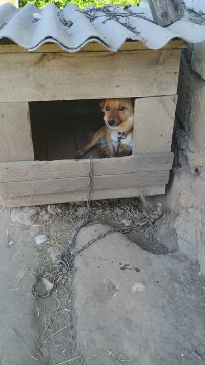 A medium-sized, light brown dog with white markings on its chest and neck is inside a wooden doghouse with a corrugated roof. The dog is chained with a metal chain around its neck and a larger chain is attached to the doghouse. The doghouse is situated on a dirt ground with some dry grass and rocks. The background shows a rough concrete wall and some greenery. The scene appears to be in a rural or outdoor setting, possibly in the city of Mitoc, Moldova.