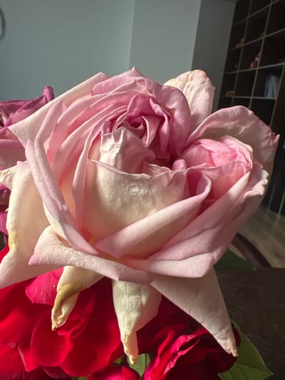 A close-up, low-angle shot focuses on a large, pale pink rose, its petals unfurling in a delicate swirl. The rose is the primary subject, occupying most of the frame. Its petals are soft and translucent, catching the light and revealing subtle variations in color from pale pink to a creamy white. The texture of the petals is finely detailed, with some edges appearing slightly dried or curled.
To the right of the pink rose, a vibrant red rose is partially visible, its deeper hue providing a strong contrast. Some green leaves are also present, suggesting a bouquet or arrangement.
The background is divided. The upper portion is dark with a grid-like pattern, possibly a ceiling or shelf. Below this, a plain, light gray surface fills the left side of the frame, suggesting an indoor setting. There is no text visible in the image. The lighting appears to be artificial, casting shadows and highlighting the textures of the rose petals. The overall mood is one of gentle beauty and the delicate nature of flowers. The location context is Минзаг, Russia.