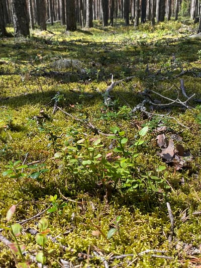 The image depicts a forest floor covered in moss and low-lying green plants, with pine trees visible in the background. Sunlight filters through the trees, creating patches of light and shadow on the ground. The scene is devoid of any people, animals, or man-made structures, suggesting a natural woodland environment. The location is identified as Leipyasuo, Russia.