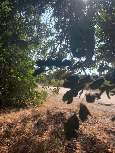 The image presents an outdoor scene captured in the locality of Kfar Vitkin, Israel, under bright daylight with visible sun flare in the upper right. The foreground features a substantial accumulation of dry, light brown grass and fallen leaves, partially obscured by dark, out-of-focus green foliage from a tree branch entering the frame from the upper right. To the left, dense, vibrant green foliage from a bush or tree line is visible. A light-colored dirt or gravel path curves through the midground, extending from the center towards the distant left. Beyond the path, additional green vegetation and trees are present. The background consists of a clear blue sky, with a faint, dark structure, possibly a utility tower, discernible on the right horizon. No individuals, animals, or specific actions are observed within the frame.