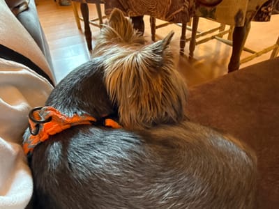 The image shows a dog, likely a small breed with gray and tan fur, wearing an orange collar. The dog is positioned under a wooden table with chairs. A white cloth is draped nearby. The image appears to be taken from a low angle, looking upwards. The location is not discernible as Valchedram, Bulgaria from the image.