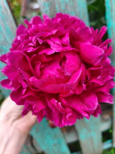 A close-up, upward-facing shot showcases a vibrant, fully bloomed pink peony held in a person's hand. The peony's numerous petals are tightly packed, forming a lush, round bloom. The hand, partially visible on the left side of the frame, appears to be gently supporting the flower. In the blurred background, weathered wooden planks painted a faded turquoise stand vertically, suggesting an outdoor setting, possibly a fence or garden structure. Hints of green foliage are visible behind the planks, indicating a natural environment. The lighting suggests it could be daytime, with the bright pink of the peony being the dominant color. There is no visible text in the image. The focus is solely on the beauty and texture of the peony, with the supporting hand and background elements adding context rather than being primary subjects. The overall impression is one of simple, natural beauty and a moment of appreciation for the flower.