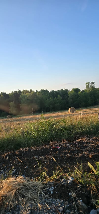 The image depicts a rural landscape, possibly on the outskirts of Novo Panicharevo, Bulgaria, under a clear blue sky. The foreground is a patch of dark soil with scattered stones and dry grass. Beyond this, a field of golden hay stubble is visible, dotted with patches of green foliage. A large, round hay bale rests in the middle ground. Further back, a dense line of green trees forms a backdrop against the sky. In the mid-field, two deer are captured in motion, their bodies angled as if they are looking towards the left side of the frame. Their presence suggests a natural habitat within this agricultural setting. The lighting indicates it is either early morning or late afternoon, with the sun casting long shadows and illuminating the scene with a warm glow. The overall impression is one of tranquil, rural life.