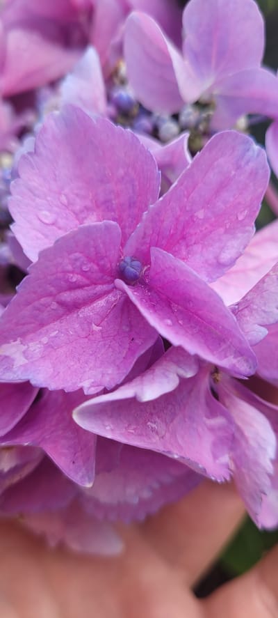 A close-up, macro shot of a vibrant pink hydrangea flower. The petals are delicate and slightly translucent, with numerous small water droplets visible on their surface, suggesting recent rain or dew. The center of the flower features a small, dark purple bud. The background is softly blurred, with hints of other pink and purple hydrangea blooms and a touch of green, likely foliage. A blurred portion of a person's hand, with light skin tone, is visible in the lower portion of the frame, gently supporting the flower. The image evokes a sense of natural beauty and tranquility. This image was taken in Dietzenbach, Germany.