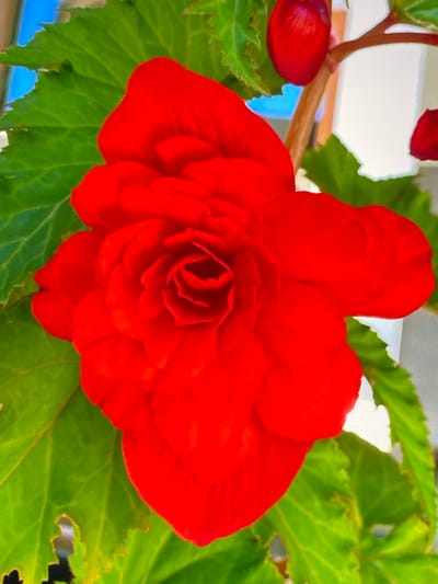 This is a close-up, eye-level, outdoor photograph of a vibrant red begonia flower. The flower is in full bloom, with numerous ruffled petals forming a dense, layered center. The petals are a deep, saturated red with slight variations in shade, indicating the play of light and shadow. The flower is surrounded by large, green, serrated leaves, which are slightly out of focus. In the background, there are hints of a blue sky, a branch with a developing red bud, and a pale wall or structure. The overall impression is one of natural beauty and lushness, focusing on the intricate details of the begonia. This photograph was taken in Purkersdorf, Austria.
