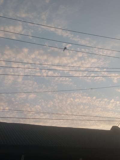 The image captures a serene moment at dusk, likely in Alagbado, Nigeria. The sky is a soft gradient of pale blue and blush pink, filled with a textured layer of small, fluffy white clouds that are characteristic of fair weather. Several power lines crisscross the frame horizontally, dividing the sky into distinct bands. Perched on one of these wires is a small, dark silhouette of a bird, appearing to rest or survey its surroundings.

Below the sky and power lines, the dark, corrugated roof of a building spans the lower portion of the image. The texture of the roof suggests it's made of metal or a similar material, and its color indicates it's in shadow, likely from the setting sun. The overall mood of the image is peaceful and quiet, evoking a sense of calm as the day draws to a close. The time of day is clearly evening, given the soft light and cloud coloration. There are no visible people or text in the image.