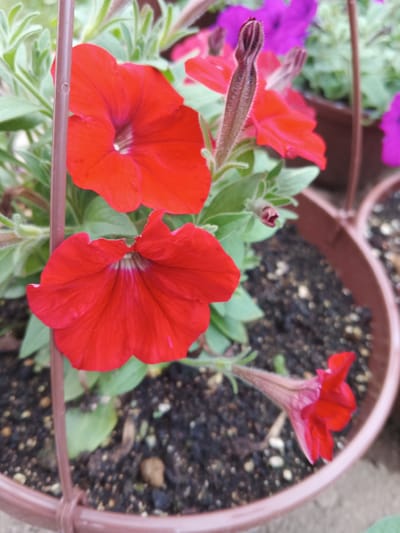 In Suvorov, Russia, a close-up shot focuses on red petunias in a brown pot. The flowers are vibrant, with delicate petals and deep red hues. One flower is fully bloomed, while another is a bud, its velvety surface hinting at the bloom to come. The soil in the pot is dark and rich, interspersed with small pebbles and debris. The background is a blur of green foliage and hints of purple flowers, suggesting a garden setting. The overall impression is one of natural beauty and growth.