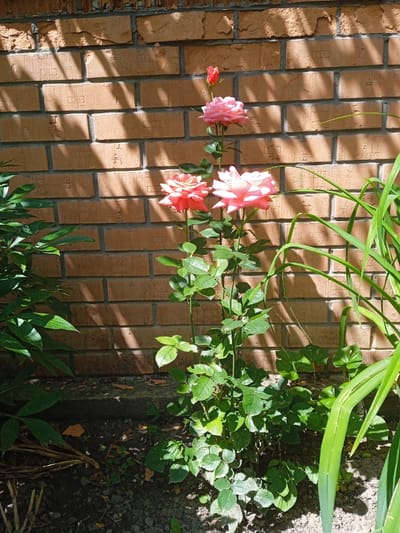 A vertical, medium shot captures a blooming rose bush positioned in front of a textured brick wall. Three pink roses are prominently displayed on the bush. The largest, fully bloomed rose is in the foreground, with two other roses, one partially opened and one a budding flower, above it. The rose bush is lush with green leaves and thorny stems, growing out of dark soil. To the left of the rose bush, large, dark green leaves from another plant are visible, partially obscuring the brick wall. To the right, a tall, slender green plant with long, grass-like leaves adds to the garden setting.

The brick wall, made of orange-red bricks, shows signs of age with some chipped edges and mortar. Sunlight casts distinct shadows from the plants and possibly from foliage above onto the wall, suggesting it is daytime with dappled sunlight. The shadows are sharp, indicating a bright, sunny day. The ground consists of soil with some dry, fallen leaves and small stones.

The scene appears to be an outdoor garden, likely a domestic setting given the proximity of a house wall. The presence of blooming flowers suggests a warm season, likely spring or summer. No people are visible in the frame. The overall mood is serene and natural, highlighting the beauty of the roses. No discernible text is visible in the image. The location context of Vyshhorod, Ukraine, provides a geographical setting for this garden scene.