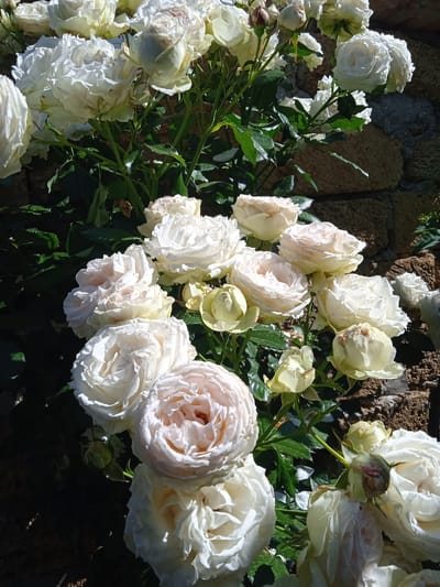 The image is a close-up shot of a cluster of white roses in bloom, set against a backdrop of a stone wall. The roses are the primary subject, with varying degrees of fullness and bloom. Some are fully open, revealing their delicate petals, while others are still in bud form. The petals are predominantly white, with some hints of pale pink or cream, especially in the center of the more open blooms. The leaves of the rose bushes are a deep green and appear healthy, contrasting with the lighter tones of the flowers. The stone wall behind the roses is constructed from rough-hewn, irregular stones of varying shades of brown and grey, suggesting an outdoor, possibly rustic setting. The lighting in the image suggests a sunny day, with shadows cast by the foliage and flowers. The image does not contain any people, actions, or interactions. The location is identified as Saky, Ukraine, though this information cannot be visually verified from the image alone.