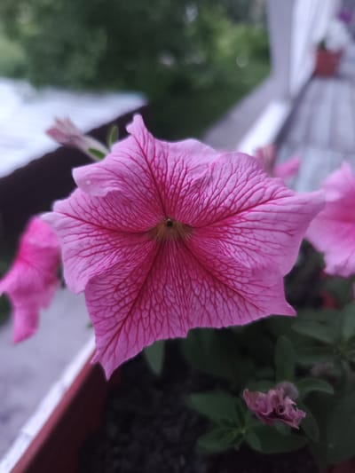 The image shows a close-up of a pink petunia flower with prominent veins on its petals. The flower is in focus, with the background softly blurred. To the left and right of the main flower, other pink petunia flowers are visible, also out of focus. In the background, hints of greenery suggest an outdoor setting, likely a garden or balcony. The flowers appear to be planted in a dark-colored pot, partially visible in the foreground. The overall impression is one of natural beauty in a domestic or semi-urban environment. The specific location within the city of Moscow (Moskovsky) cannot be determined from the visual information provided in the image.