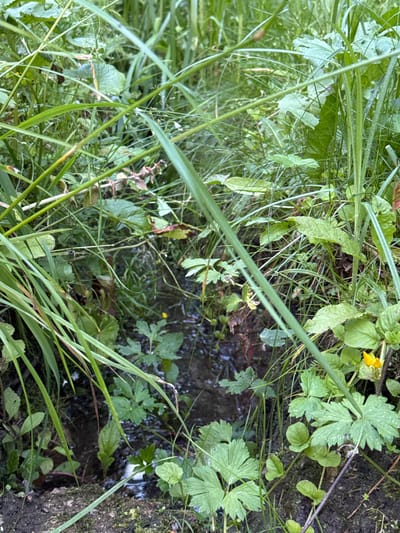 The image shows a narrow, shallow stream flowing through dense green foliage in Lisnyky, Ukraine. The water is dark and reflects the surrounding plants, which include various types of grasses and broad-leafed plants with serrated edges. Small yellow flowers are visible on some of the plants. The ground surrounding the stream appears to be dark soil and possibly moss. The overall impression is one of an untamed, natural setting within a wooded or overgrown area. There are no people or animals visible in the image.