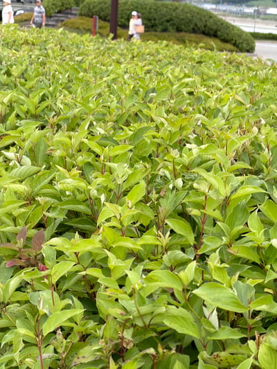 The image, taken in Озерное (майминский), Russia, depicts a dense hedge of green and variegated leaves, with some reddish-brown hues visible. The hedge dominates the foreground and extends to the right of the frame.
In the background, to the left, there are several figures of people. One person, partially visible and wearing a light-colored shirt, appears to be standing near a dark, conical bush. Further down and to the left, another person is seen from the waist up, wearing a checkered shirt. Towards the bottom left, two more people are visible, one wearing a white shirt and the other a dark shirt. They are standing near what might be the edge of a path or walkway, indicated by some grey paving stones.
The scene suggests an outdoor setting, possibly a park, garden, or a landscaped area. The lighting appears to be natural, indicating it's daytime. The density of the foliage and the presence of multiple people hint at a public space. No specific activity is clearly evident, but the people's presence suggests a casual gathering or a stroll. There is no visible text in the image. The overall impression is one of a lush, green environment with subtle human presence.
